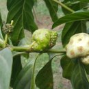 노화농장 이미지