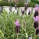 대림가든 이미지