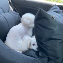 비숑마을펜션 이미지