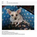 여우사람 이미지