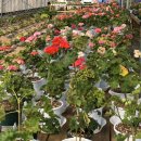 인수다육 이미지