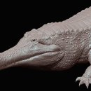 사르코수쿠스 이미지