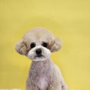 영블리 펫살롱 이미지