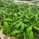 농경3농장 이미지