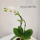 혜인즈블라썸플로리스트화훼학원