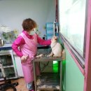 멍멍이랑 사랑하기 이미지