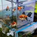 주식회사두손 | 모비딕 확장어항 거치대 물고기 엘리베이터 설치후기