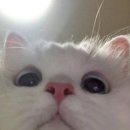 딩동댕 이미지