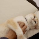 캣플헤븐 천안불당점 이미지