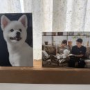 잇츠 | 서울 송파 반려동물 프로필 촬영 | 잇츠미 스튜디오 강아지 증명사진 후기