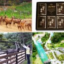 정진목장 이미지