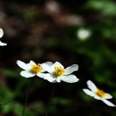 곰배령화원 이미지