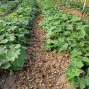 대안농장 이미지