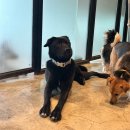 방이119안전센터 | [문래역 동물구조119 입양센터] 유기견 센터 봉사 후기 🐶❤️