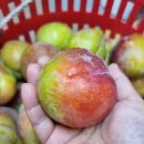 임동농장 이미지