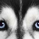 맑은 동물병원 이미지