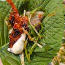 갈마감리교회 | 대전 갈마동맛집 꼼장어 막창 뒷고기 연탄구이 감성포차 솔직후기