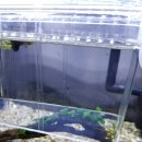 아쿠아하이텍 | [구피 부화통] CIVEE (ZHI WEI) 다기능 3칸 부화통 사용 후기