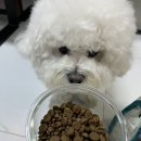 (주)에스와이에스리테일 일산점 | 강아지 연어 수입 사료 추천 ACANA 아카나 와일드코스트