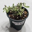 디플랜트 | 완산벙커 더 플랜트마켓 후기