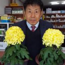 국화약국 이미지
