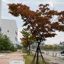 퍼플 스왈로우 이미지