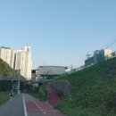 구갈레스피아_M 이미지