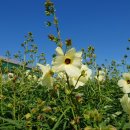 미사희망공인중개사사무소 이미지