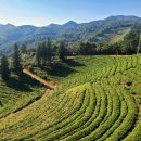 보성아이스크림 이미지