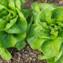 이덕주농장 이미지