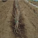 용준농장 이미지