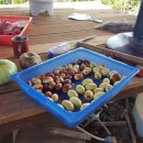 주공농장 이미지