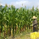 구례향기 이미지