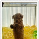 펫퍼스트24시 서울송파점 강아지고양이분양말티푸말티즈푸들 이미지