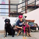 도그스타동물병원 이미지