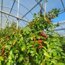 창주농장 이미지