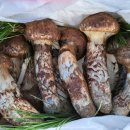 강릉송이 이미지