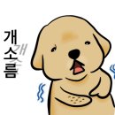 훈이애견