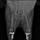 금빛동물수술센터 이미지