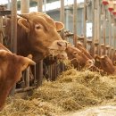 부여한우농장 이미지