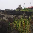 조천리금대 이미지