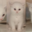 동부동물병원 이미지