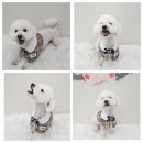 아모르 펫 살롱 이미지