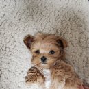 구미옥계동물병원 이미지