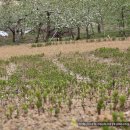 금봉산 농장 이미지