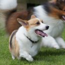 오마이독 이미지