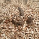 상수리PC 이미지