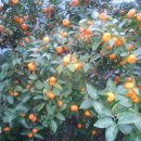 귤림추색 이미지