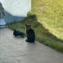 마이오리진 이미지