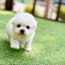 전주강아지분양 고양이분양 24시 데려가개 전주점 이미지